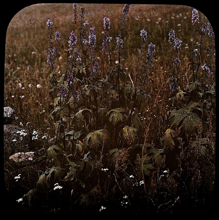 6 Groundcover Dreams, ca. 1912, via Nasjonalbiblioteket