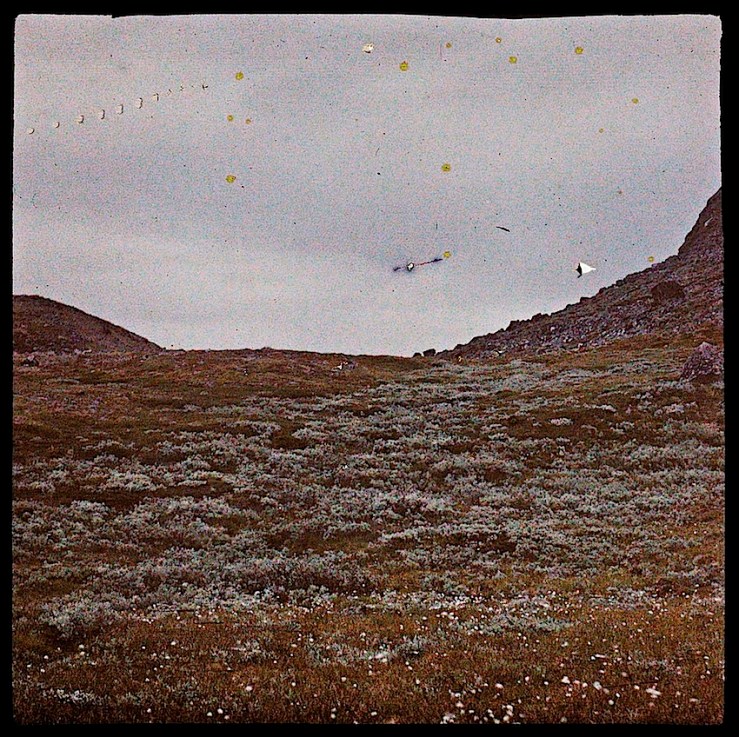 7 Groundcover Dreams, ca. 1912, via Nasjonalbiblioteket