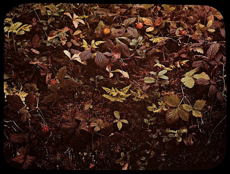 8 Groundcover Dreams, ca. 1912, via Nasjonalbiblioteket
