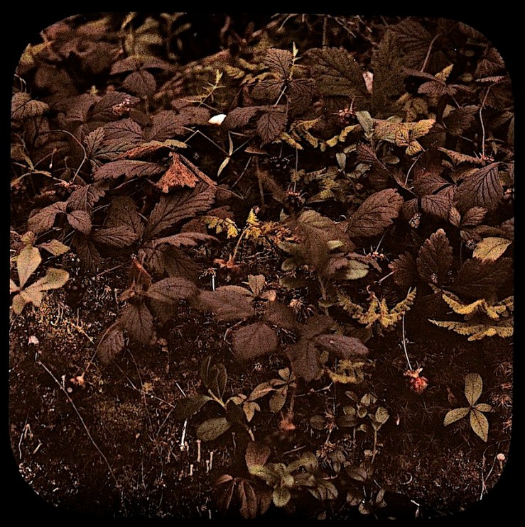 9 Groundcover Dreams, ca. 1912, via Nasjonalbiblioteket