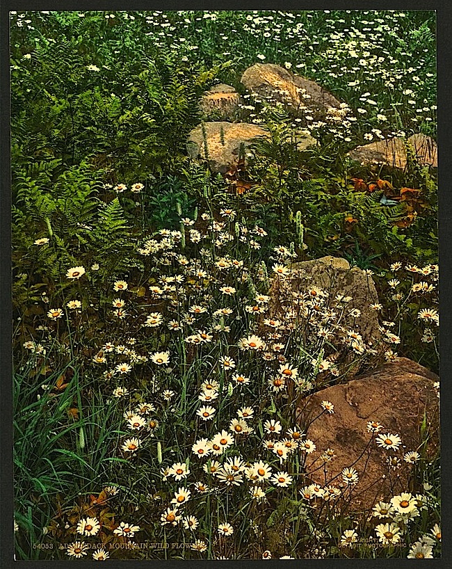 Adirondack flowers, photochrom, Library of Congress