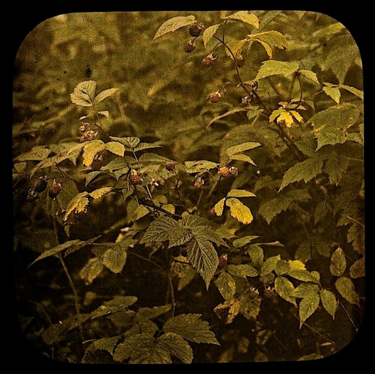 Berry dreams, 1912, National Library of Norway