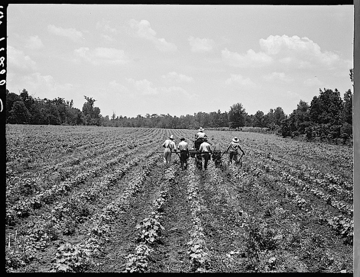 Delta Coop Farm, 1937, Library of Congress