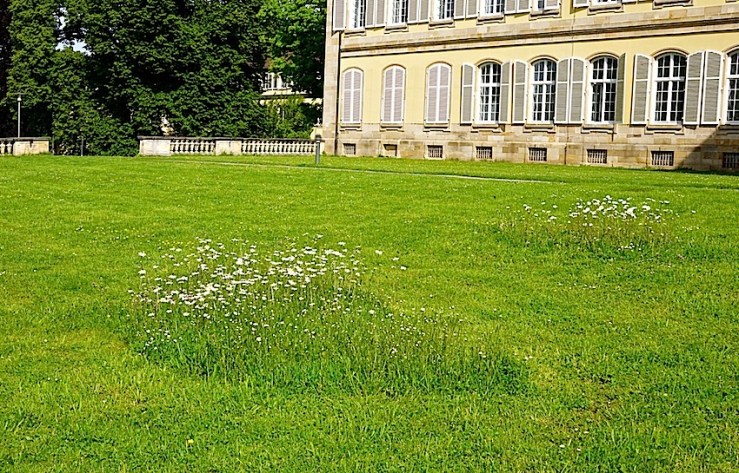 Hohenheim lawn 2, enclos*ure