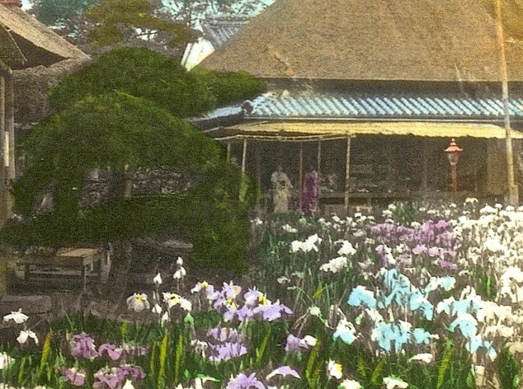 Japanese Iris Garden, cropped 2