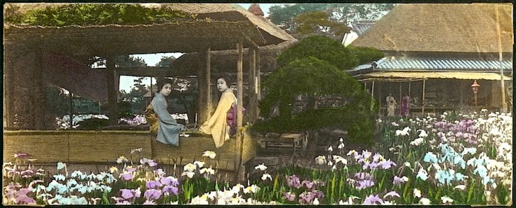 Japanese Iris Garden