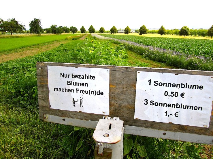 "Only paid-for flowers make friends."