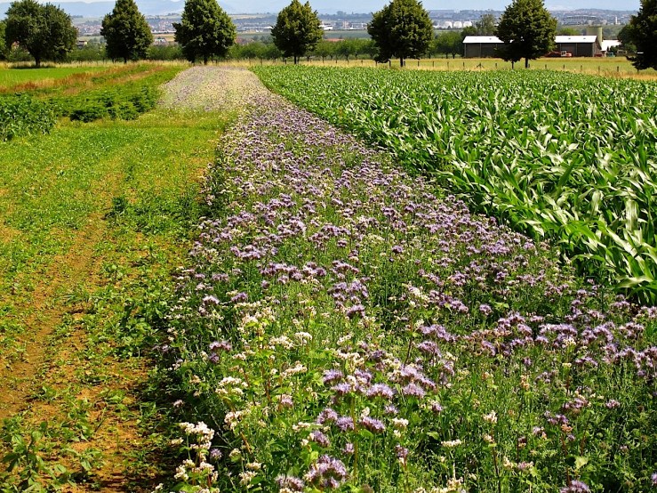 I don't know the name of these purple flowers.