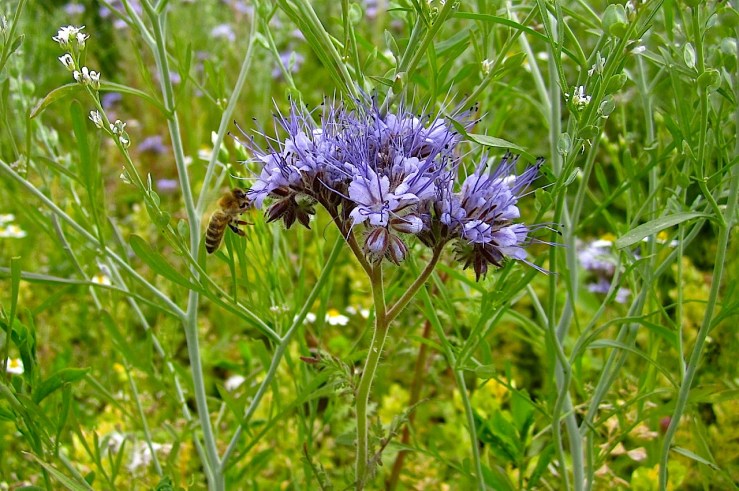 But the row was absolutely filled with bees.