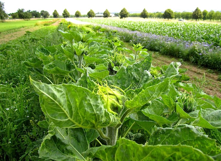 I will go back in a week or so to cut a few.