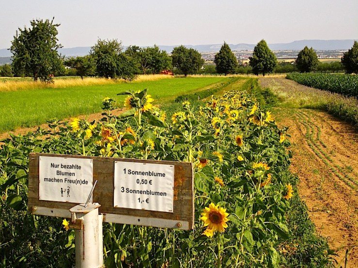 "Only paid-for flowers make friends."  A sonnenblume is a sunflower.