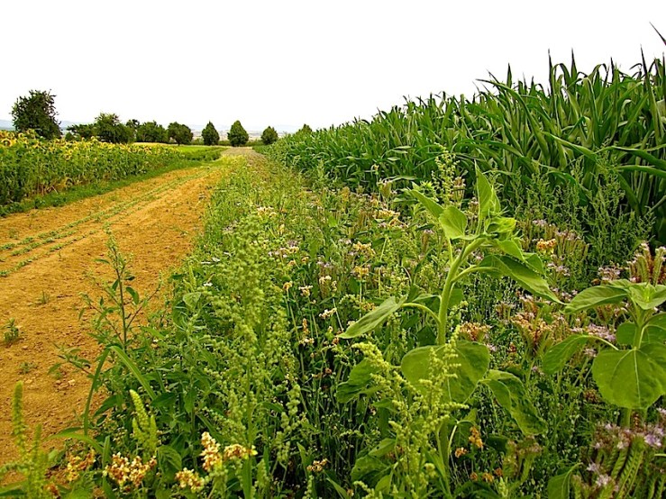 The row of purple blooms has faded.