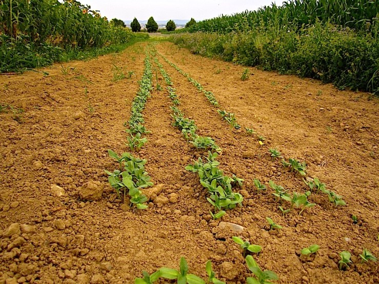 Late summer sunflowers?  or maybe zinnias?