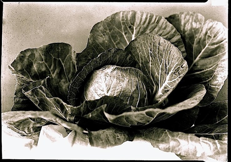 Cabbage portrait, Mississippi Dept. of History and Archives