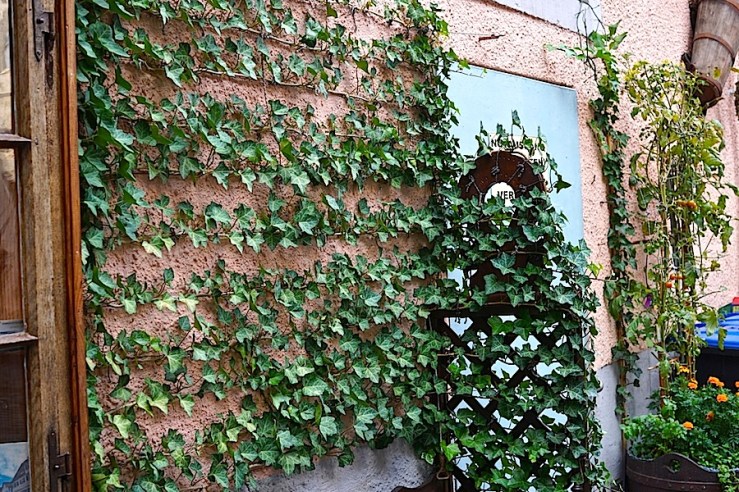 Esslingen, Germany, doorway seat ivy, by enclos*ure
