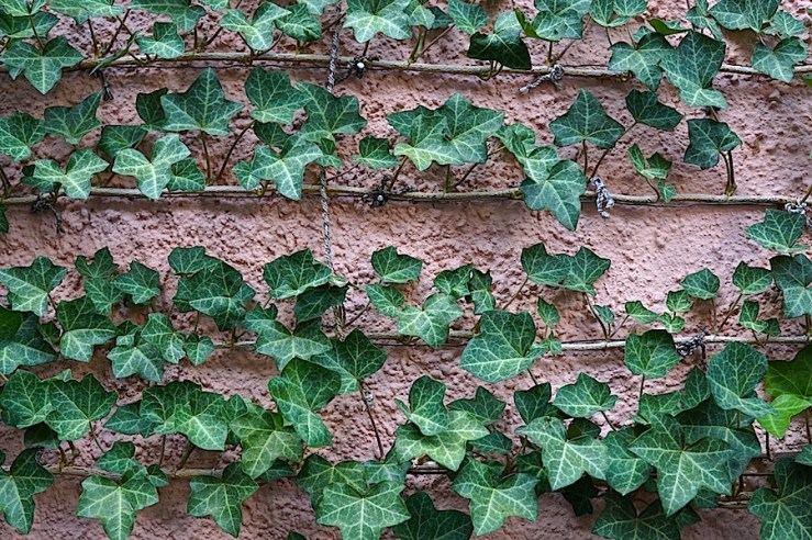 Esslingen, Germany, espaliered ivy, by enclos*ure