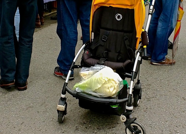 15 Cabbage Fest, enclos*ure