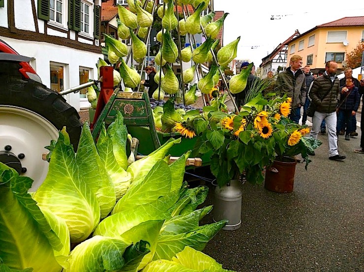 7 Cabbage Fest, enclos*ure