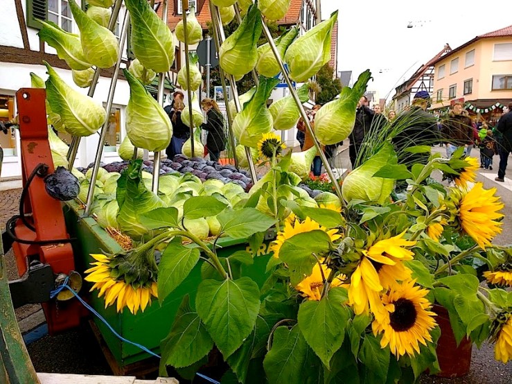 8 Cabbage Fest, enclos*ure