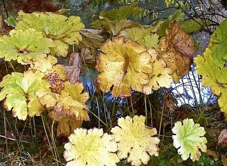 22Hohenheim botanical garden, Nov. 1,enclos*ure