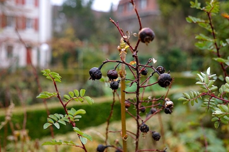 The back garden, Mission 21, Basel, Switzerland, late November 2015, by enclos*ure