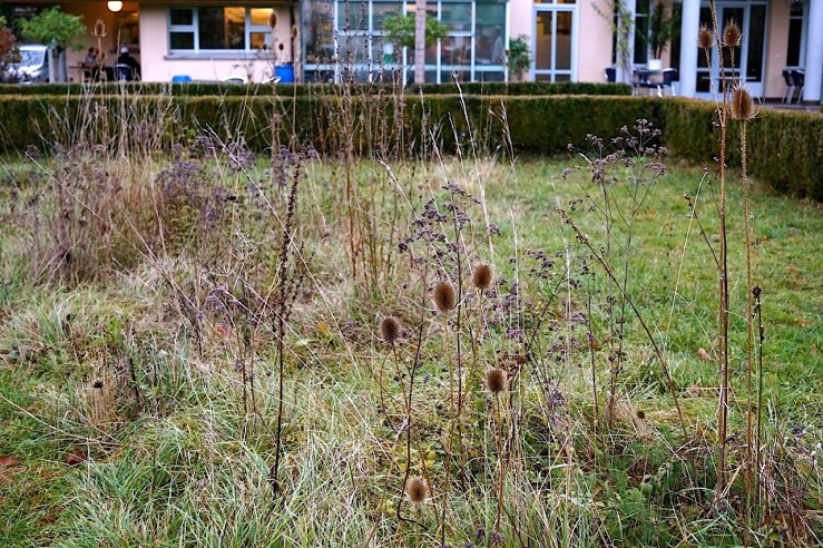 The back garden, Mission 21, Basel, Switzerland, late November 2015, by enclos*ure