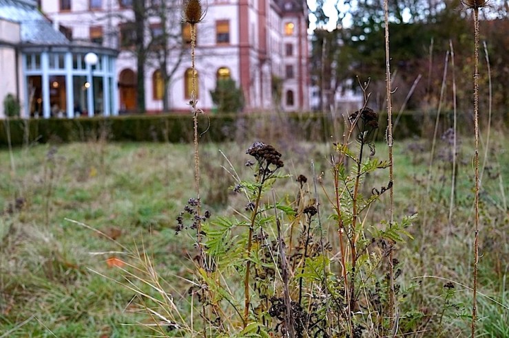The back garden, Mission 21, Basel, Switzerland, late November 2015, by enclos*ure