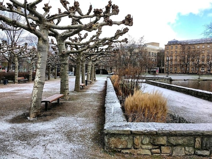 Rows of pollarded trees, Frankfurt, 2016, enclos*ure