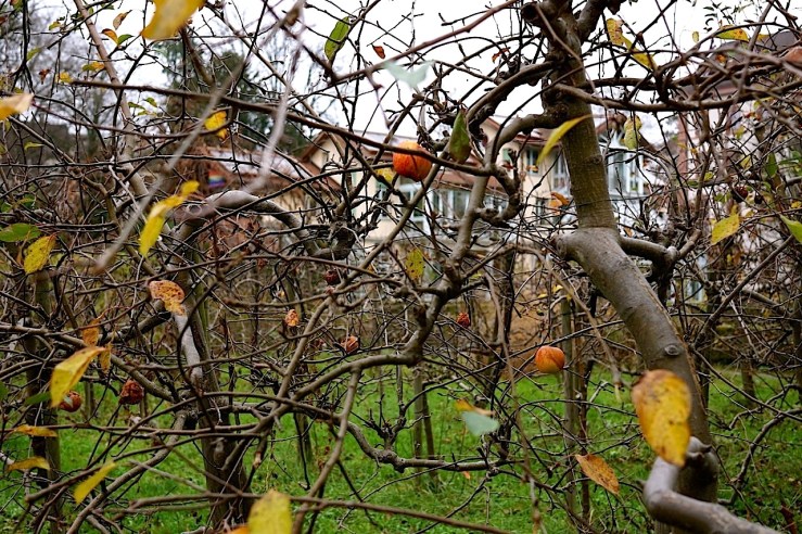 The back garden, Mission 21, Basel, Switzerland, late November 2015, by enclos*ure