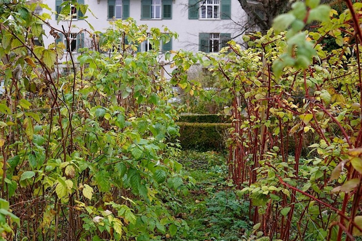 The back garden, Mission 21, Basel, Switzerland, late November 2015, by enclos*ure