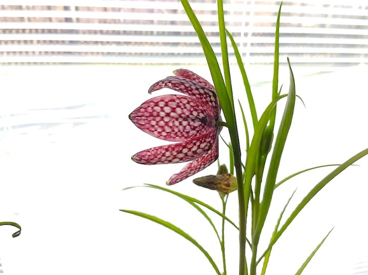 31 potted Fritillaria meleagris, Feb. 2016, Stuttgart, enclos*ure