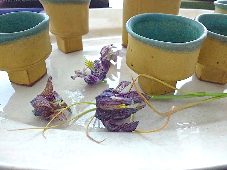 32 potted Fritillaria meleagris, Feb. 2016, Stuttgart, enclos*ure