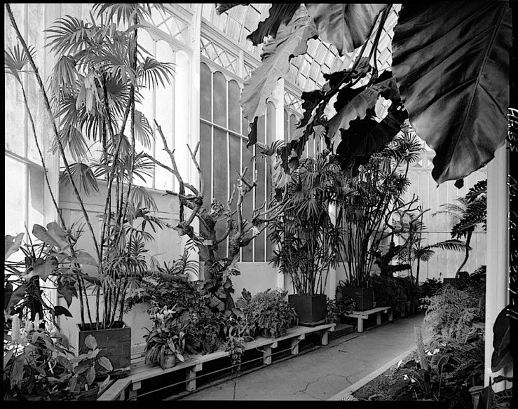 Conservatory Interior, by J. Lowe, 1981, San Francisco, Library of Congress