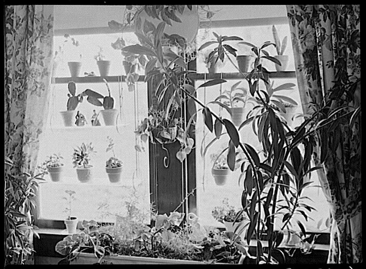 Farmhouse window, John Vachon, Library of Congress