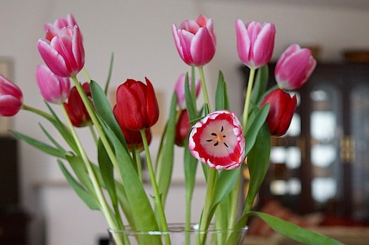 9 In a vase, Mar. 21, enclos*ure