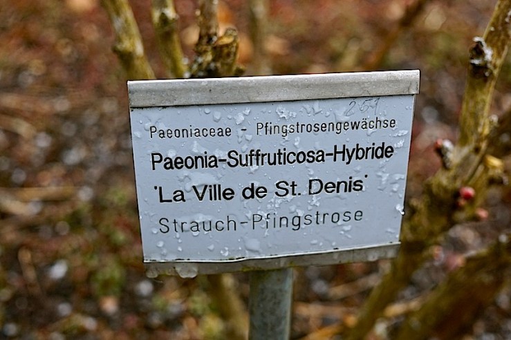 Peony label in snow, March 2016, Stuttgart, enclos*ure