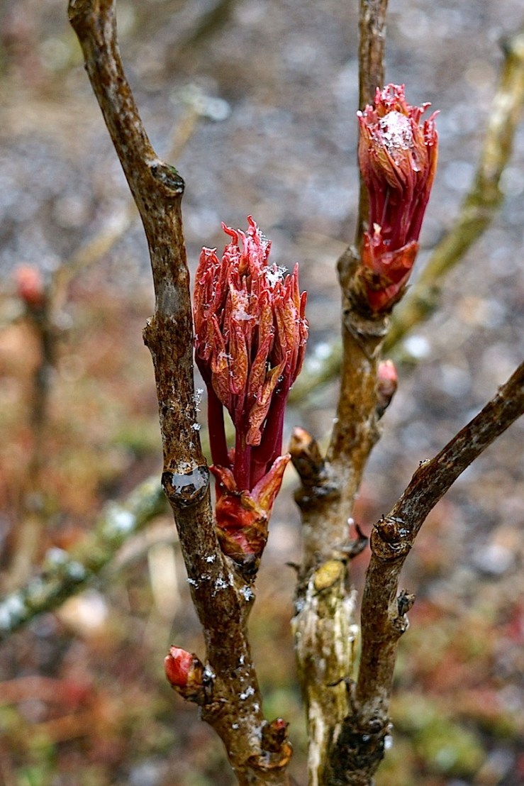 Peony leaf buds in snow, March 2016, Stuttgart, enclos*ure