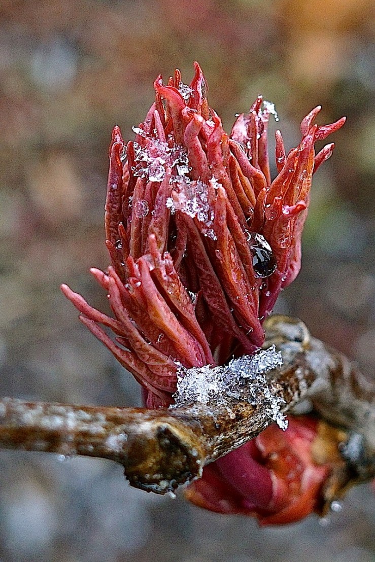 Peony's leaf buds in snow, March 2016, Stuttgart, enclos*ure