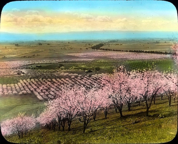 Prune orchard, California, OSU on flickr