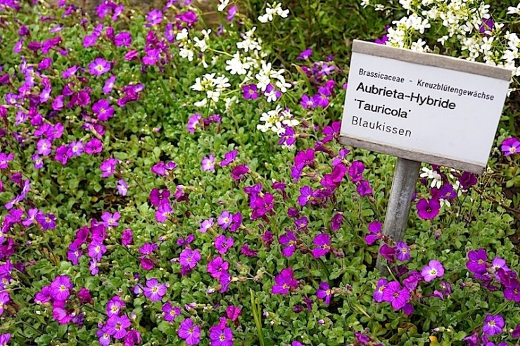 Aubrieta 1, enclos*ure