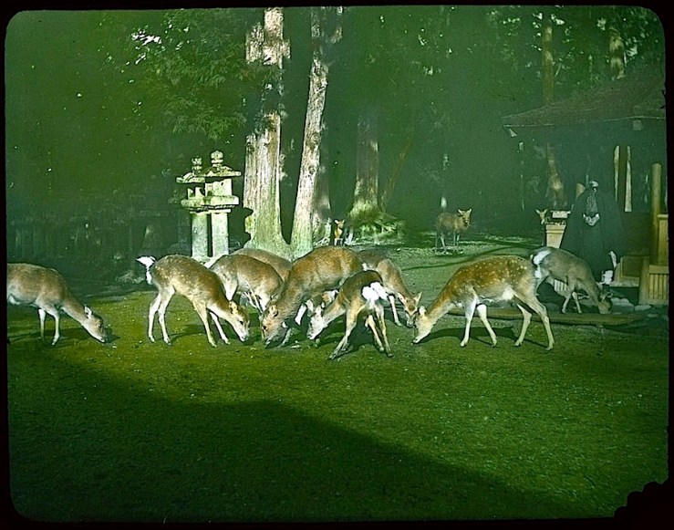deer in cemetery garden 2, Japan, 1910, U.ofVictoria, flickr