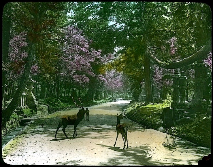 deer in cemetery garden, Japan, 1910, U.ofVictoria, flickr