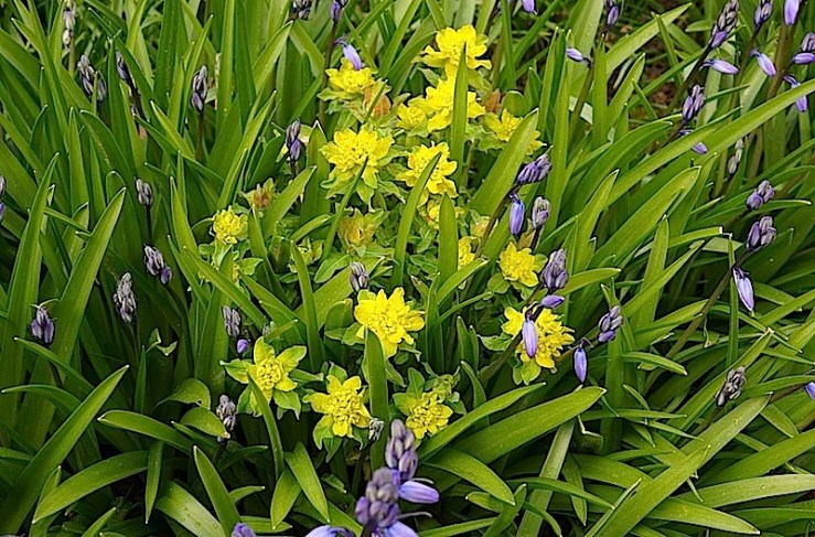 Euphorbia, enclos*ure