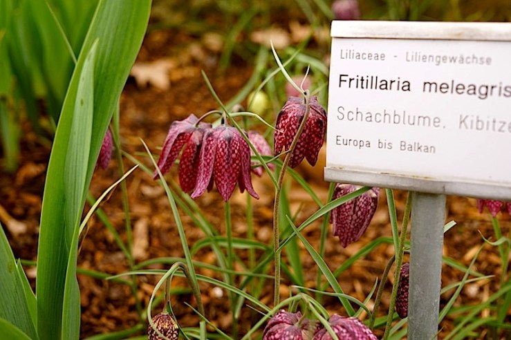 Fritillaria 1, enclos*ure