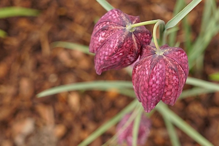 Fritillaria 8, enclos*ure