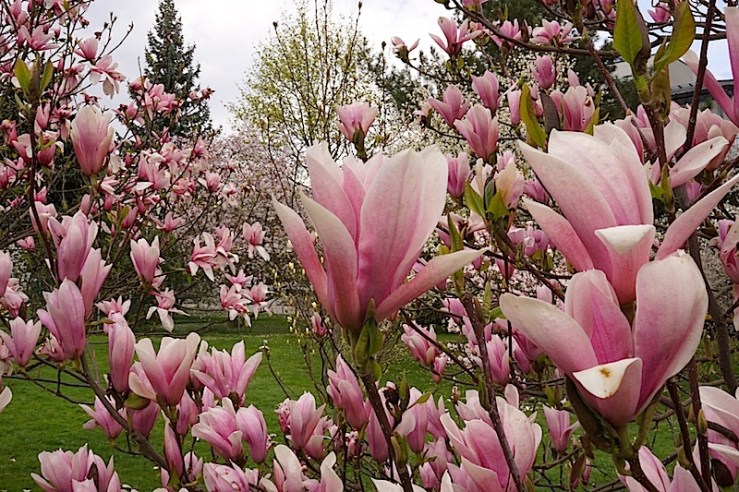 Heaven Scent1, enclos*ure