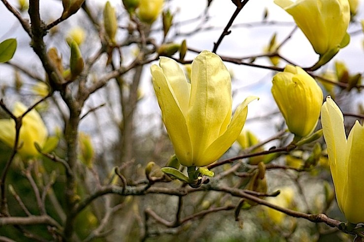 M. Elizabeth43, enclos*ure