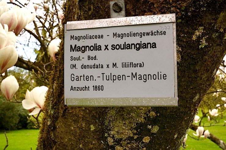 M. soulangiana1, enclos*ure