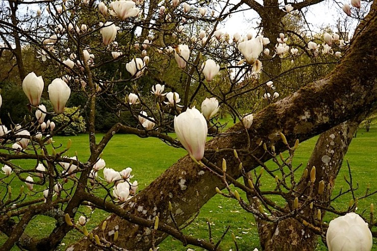 M. soulangiana3, enclos*ure