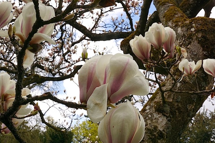 M. soulangiana5, enclos*ure